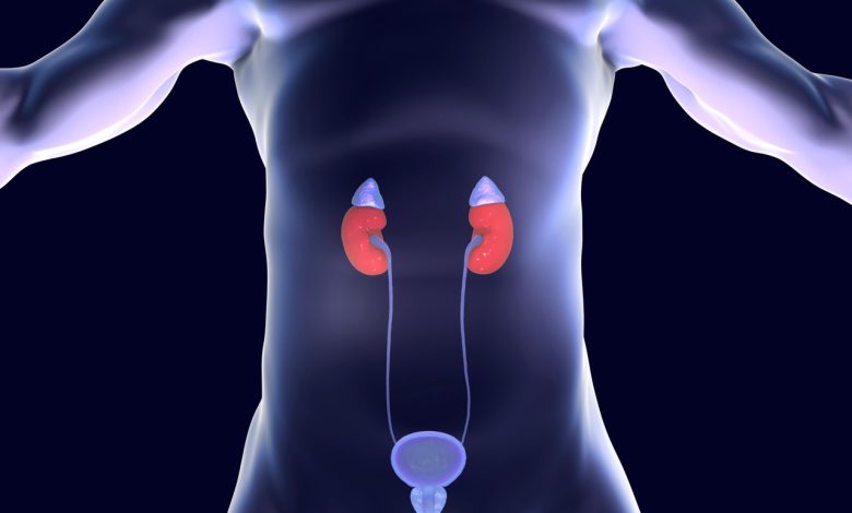 Depois dos 50, esta é a causa mais comum de infecção urinária